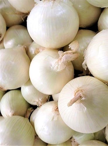 Miniatura 3 de Bulbos de semillas de cebolla para plantar, 100 bulbos de cebolla blanca viva, listos para plantar, bombillas tradicionales