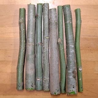 国産　モリンガ　挿し木用枝　8本　直径2センチ程度 ガーデニング 園芸用品