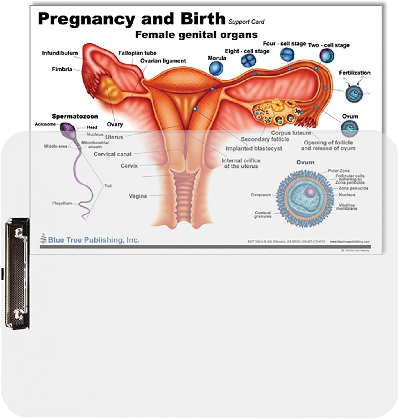 Pregnancy and Birth Dry Erase Clipboard Two Sided for Obstetrician/Gynecologist (OB/GYN) or a Nurse-Midwife.