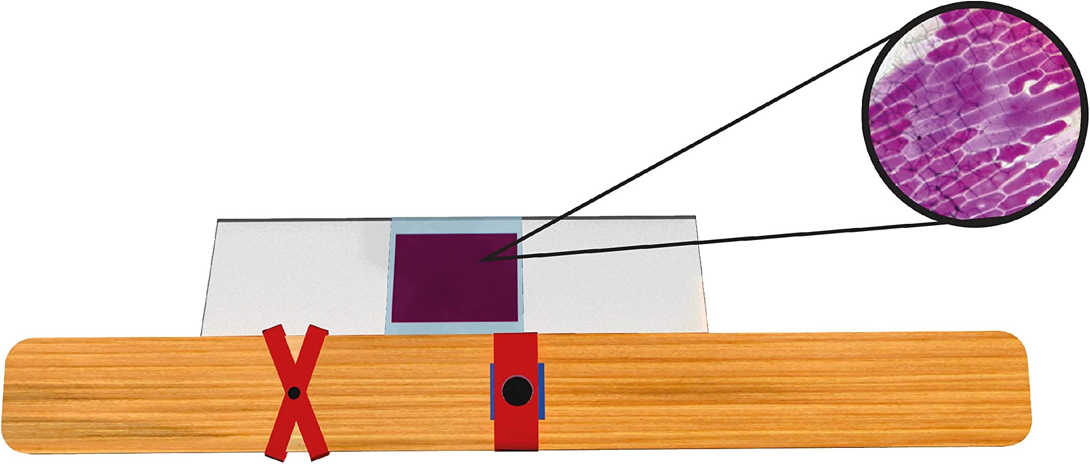 ThinkTac DIY 100x Microscope (Science Kit)