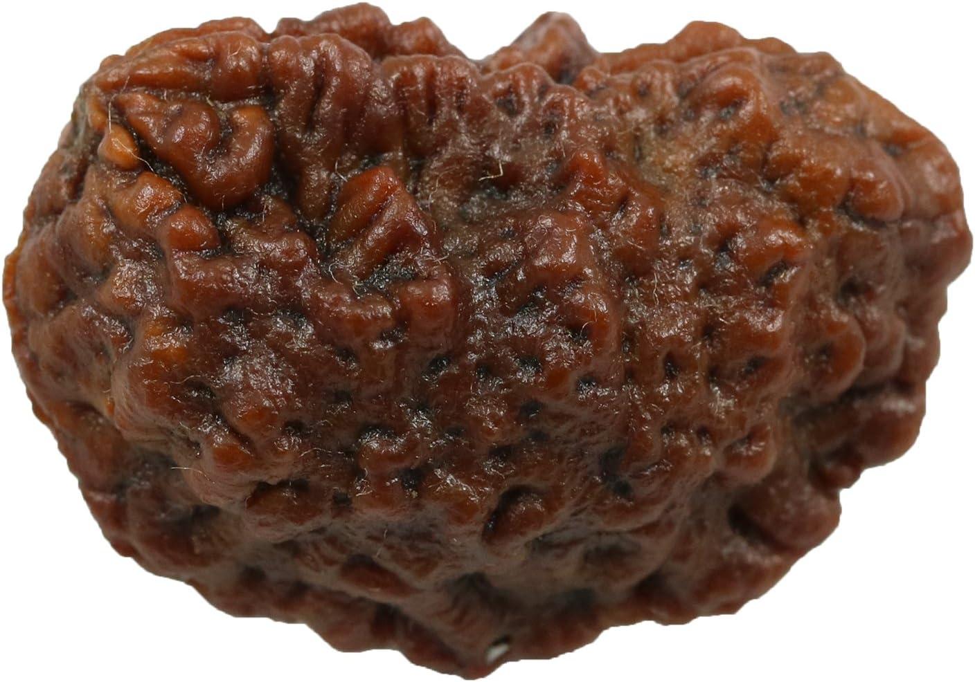 Rashi Ratan Bhagya Natural 1 Mukhi (Ek Mukhi) Rudraksha Lab Certified 32.65 M.M.
