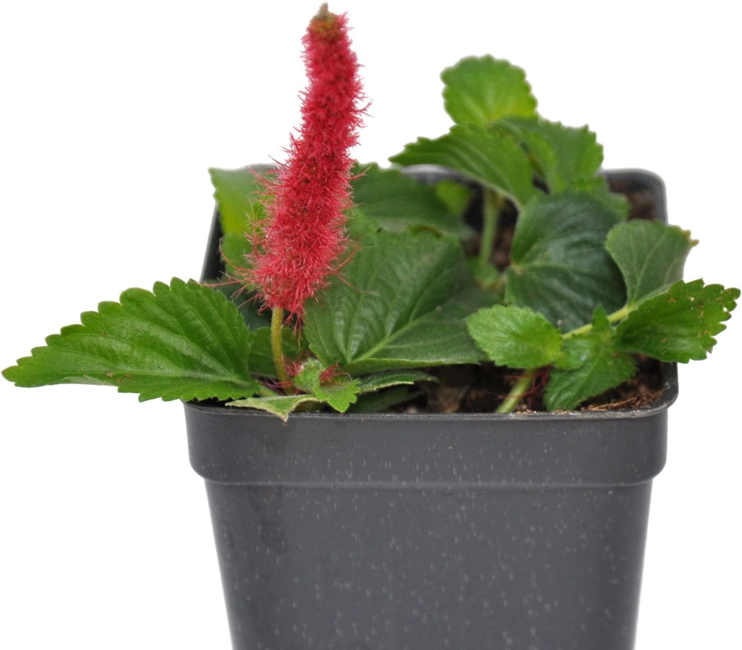 Acalypha hispida, Chenille Plant, Chenille Flower, Monkey Tail, Red Hot Cat's Tail, Foxtail, houseplant, Caterpillar-Like Flowers, Container Size: 3" (2.6x3.5)