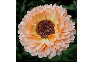 Seed Needs Non-GMO Calendula Pink Surprise Seeds