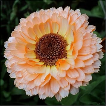 Seed Needs Flower Seeds to Plant Pink Surprise Calendula - Bulk Pack