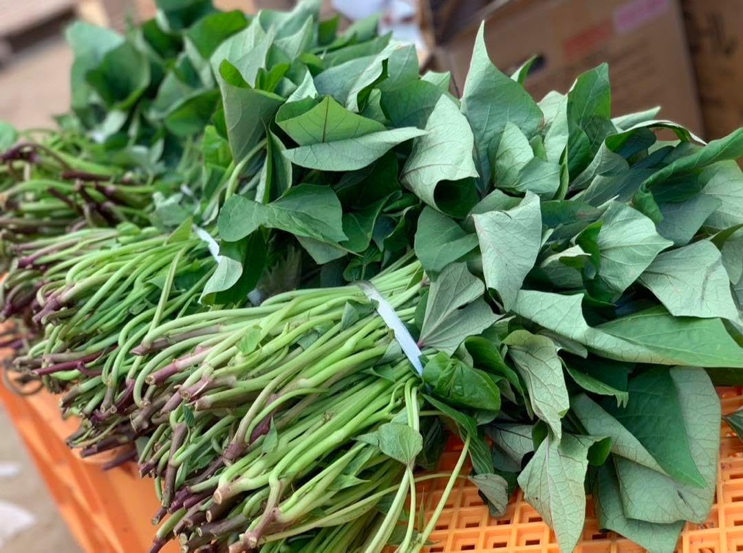 即日発送可！】紅はるか苗☆ウイルスフリー 1000本 【公式通販】