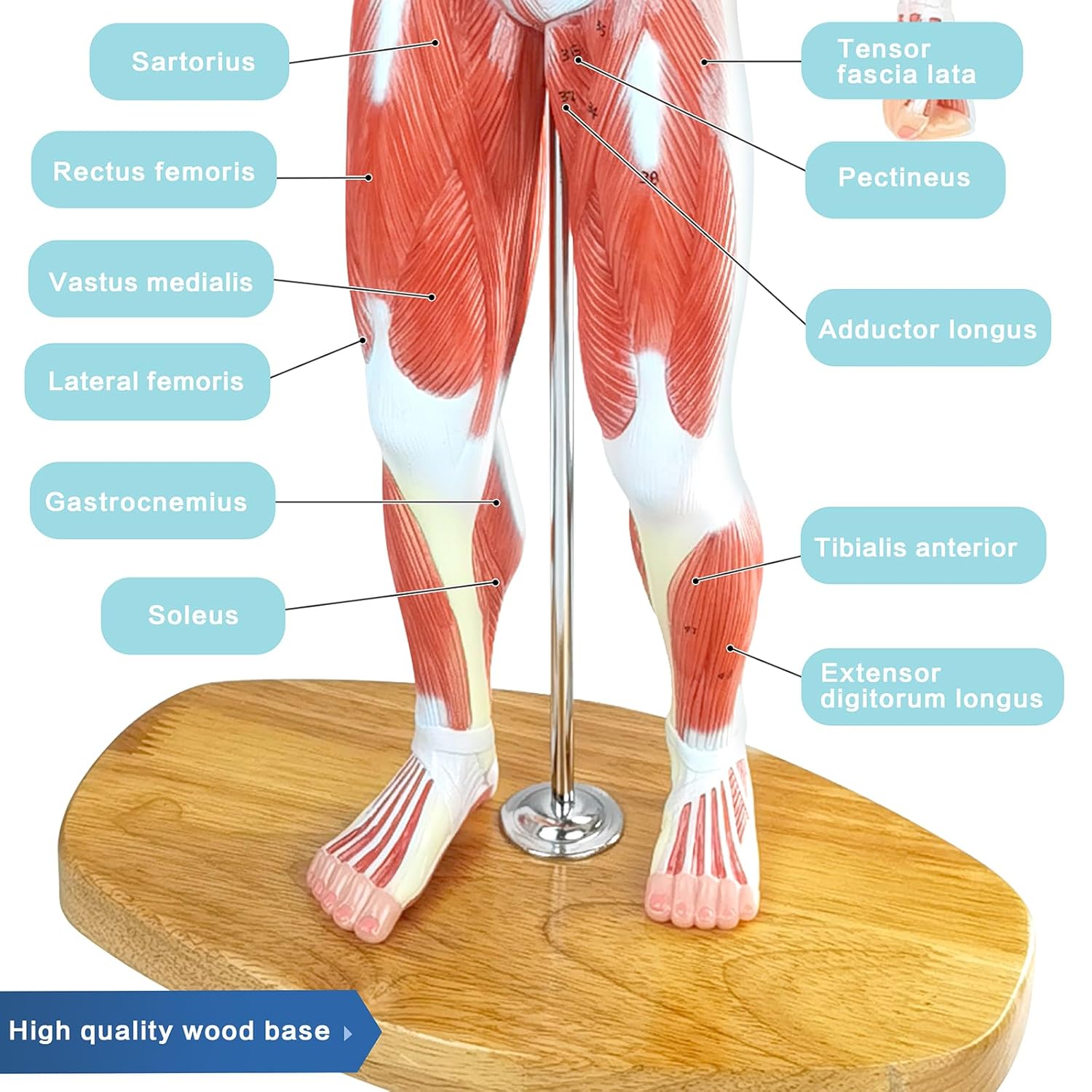 Miniature Human Muscle Anatomical Model - 1/3 Life-Size with Numbered Labels & Premium Wooden Base for Medical Science Education Study or Teaching