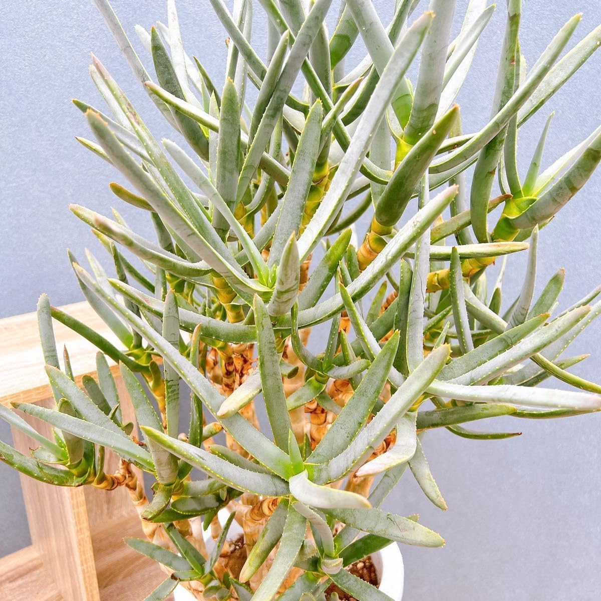 現品　創樹　オリーブの木　オリーブ　マンザニロ　7番　観葉植物　野外　希少 創樹 オリーブの木 オリーブ マンザニロ 7番 観葉植物 野外 希少 創樹