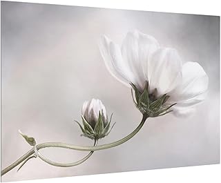 Bilderwelten Paraschizzi in Vetro - Simply Cosmos - Orizzontale 2:3, Paraschizzi Cucina Pannello paraschizzi Cucina paraspruzzi per Piano Cottura Pannello per Parete Cucina, Misura (AxL): 40cm x 60cm
