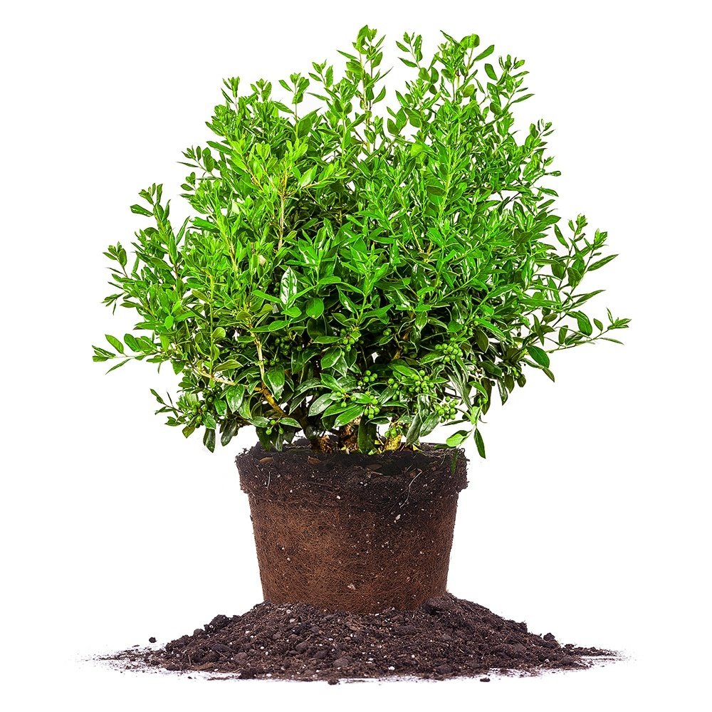 Needlepoint Holly 1 Gallon