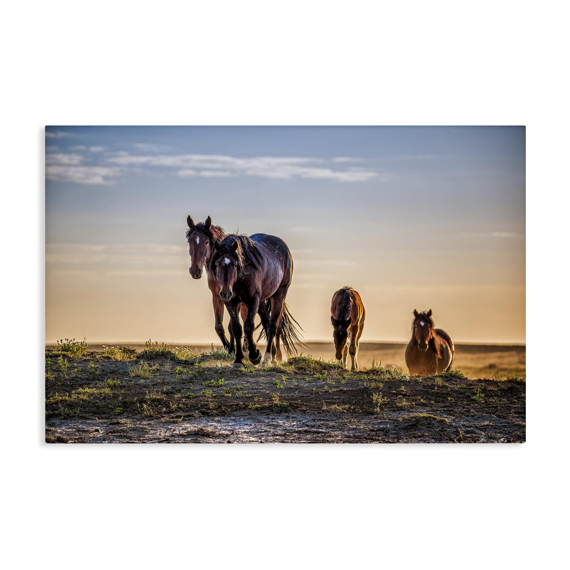 Stupell Industries 'Horses Coming Home', Canvas Art, 24 x 16 Inches, Easy to Hang and Sturdy, Made in USA, by Tim West