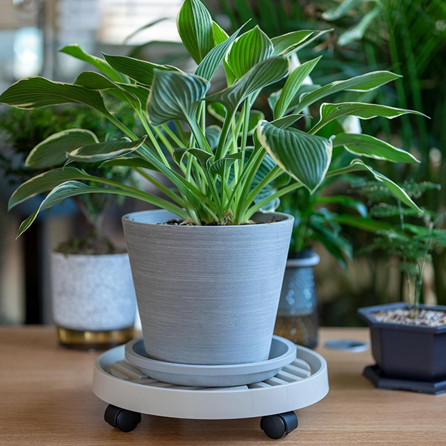 Ventilated Rolling Plant Stand Rack None Scratch PU Circular Base Suitable for Heavy Garden Pots and Potted Large Rack for Heavy Potted Trees