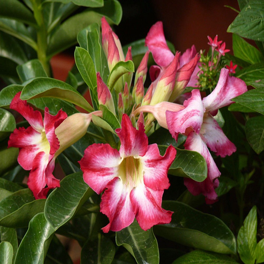 Adenium Obesum Seeds - 5PCS Rare Rose Desert Rose Graines, Bonsaï Arbre Plante Décor