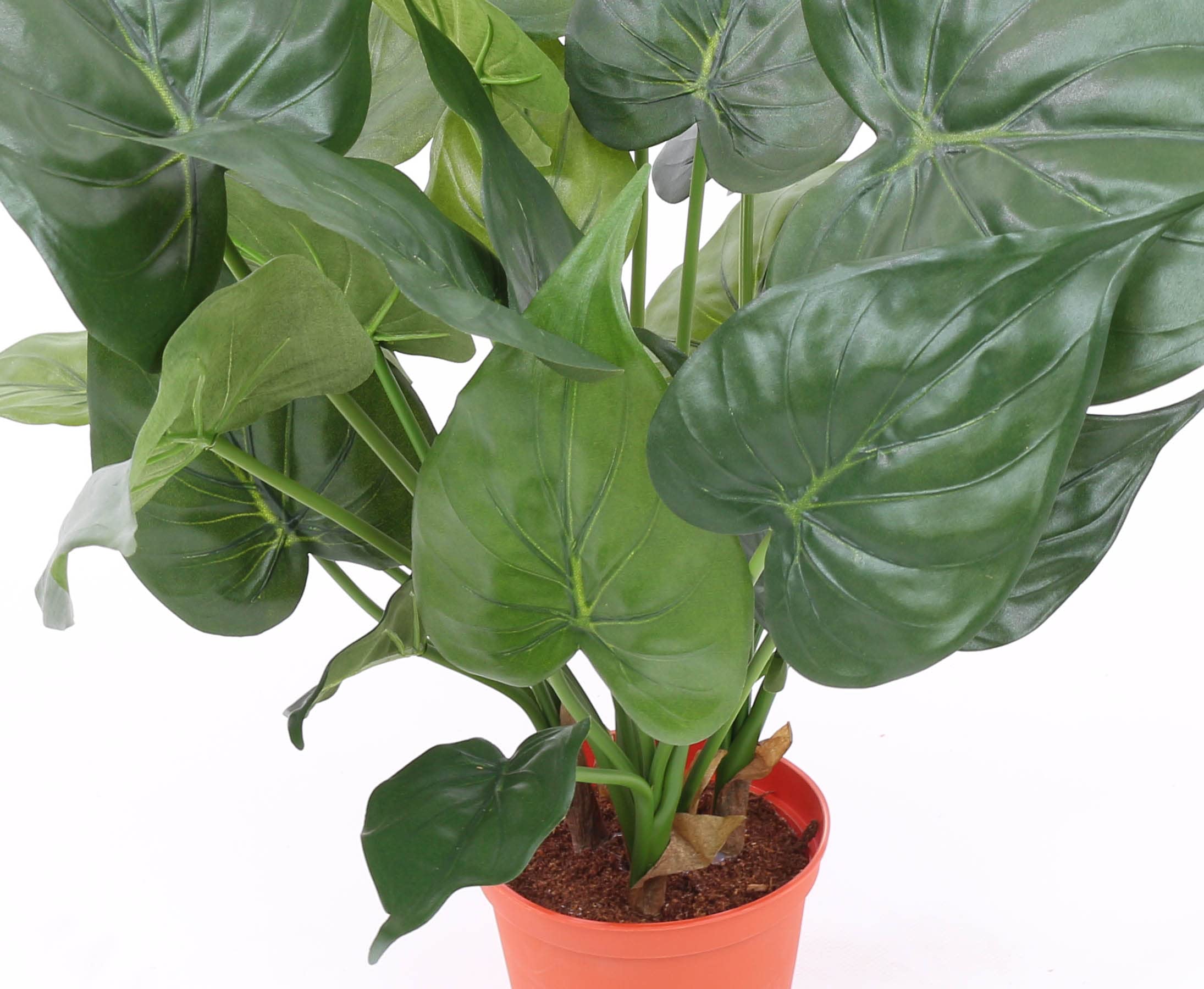 riesige monstera Monstera Variegata XXL – whiteleafplants main image 1