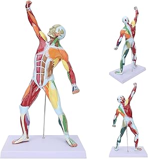 Human Muscle Model 50CM Human Superficial Muscle Anatomy Model Multicolor Muscle System Model 1/4 of Life Size Human Sports Muscle Model Whole Body Muscle Model Human Muscle Figure