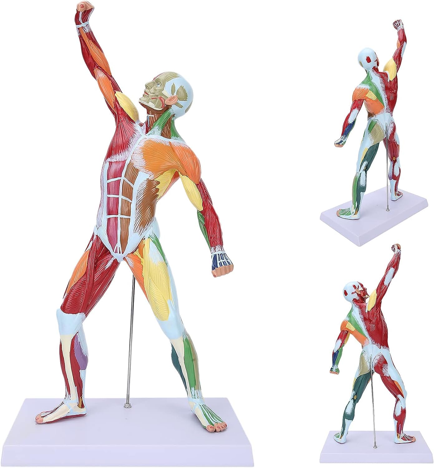 Modèle musculaire humain coloré de 50 cm pour optimiser vos séances de sport à la maison