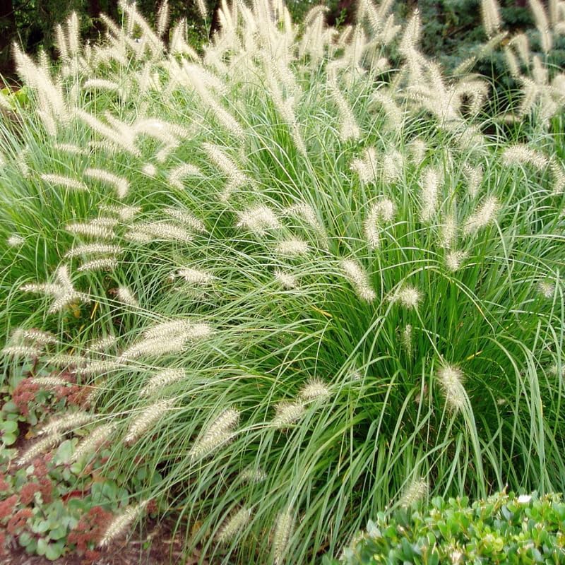 2 Fountain Grass Ornamental Grasses Live Plants Perennial, Live White Grass Plant Size 7-12 Inc Tall, No Pot