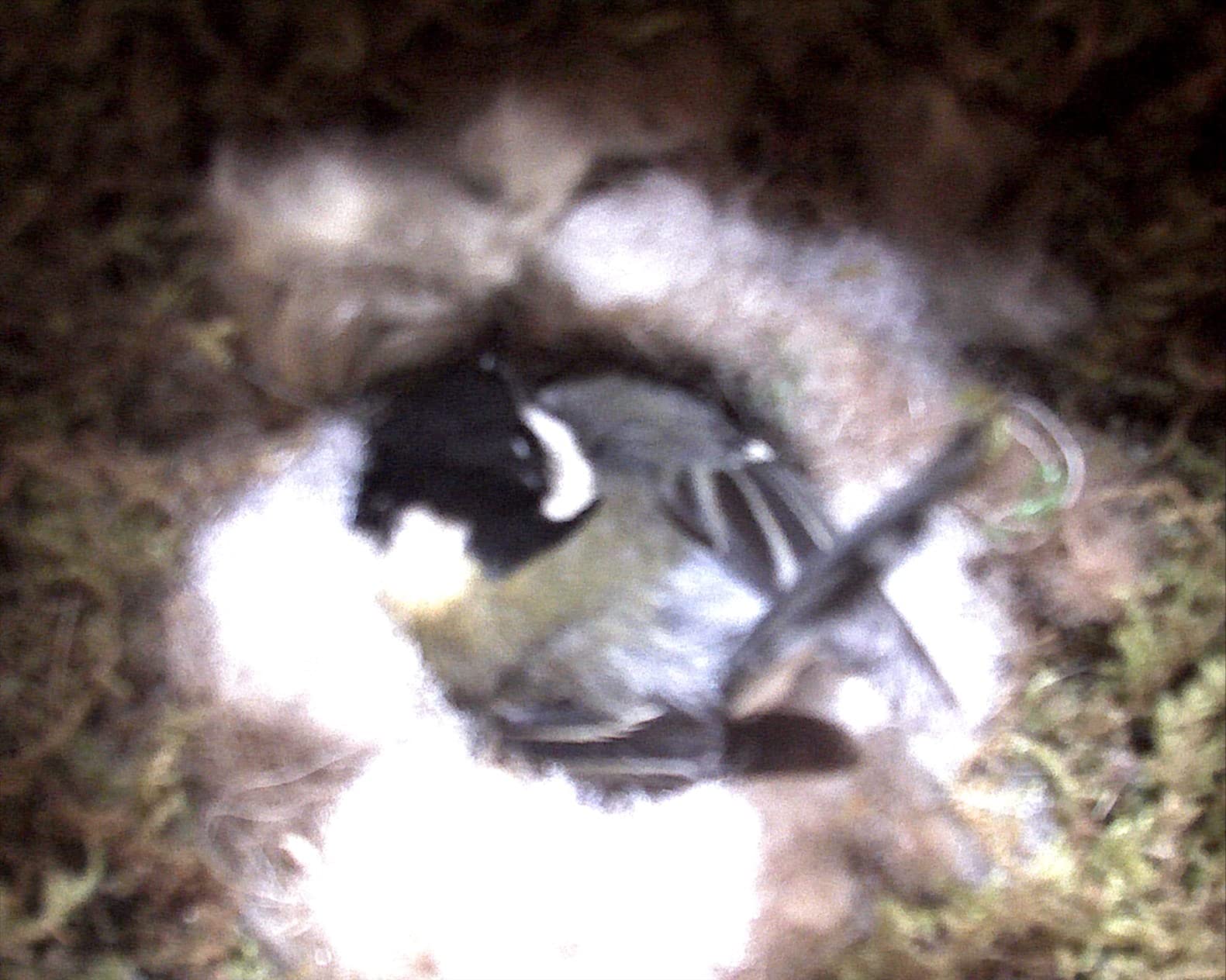 巣箱観察記録には最高!!