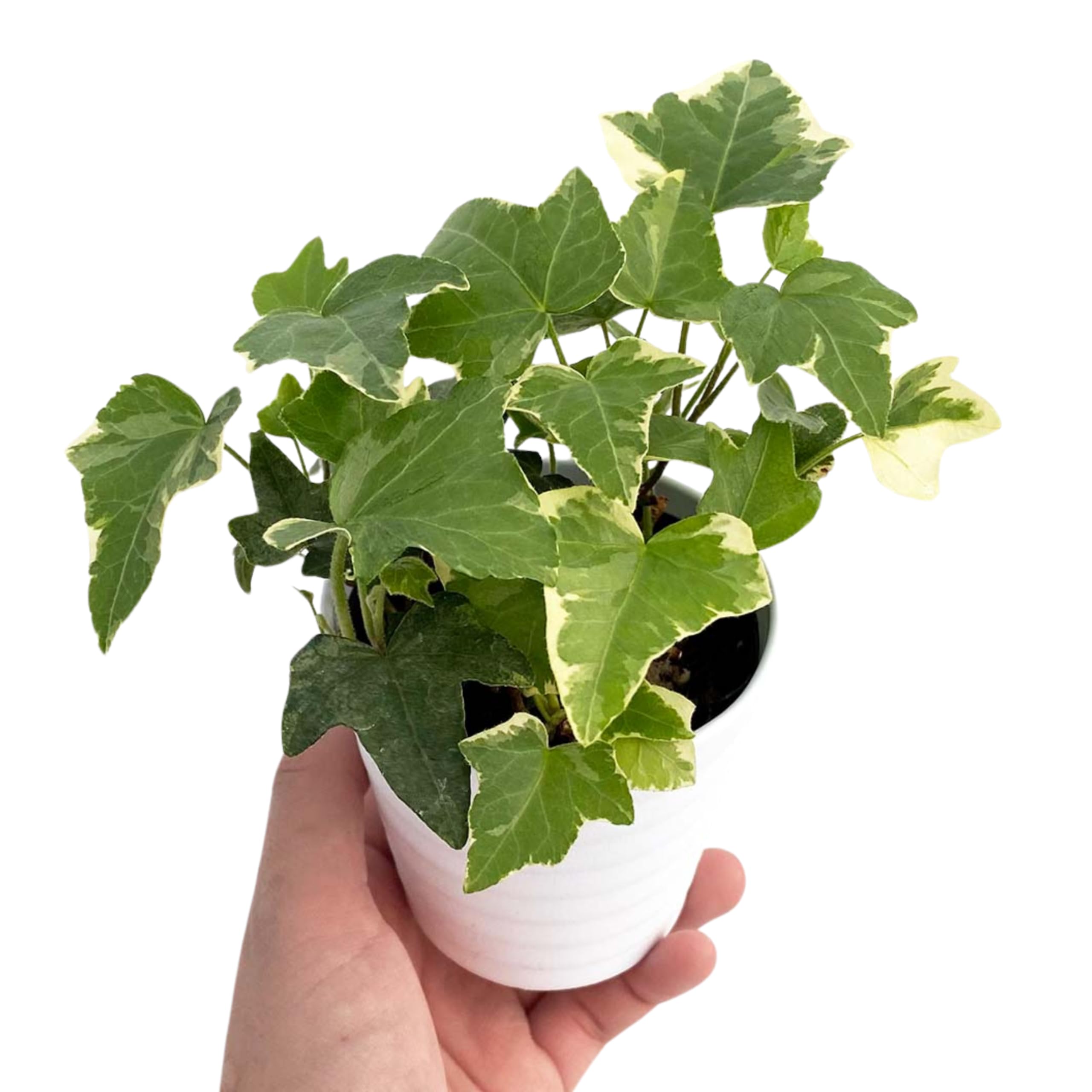 Amazon.co.jp: inakougei: 観葉植物