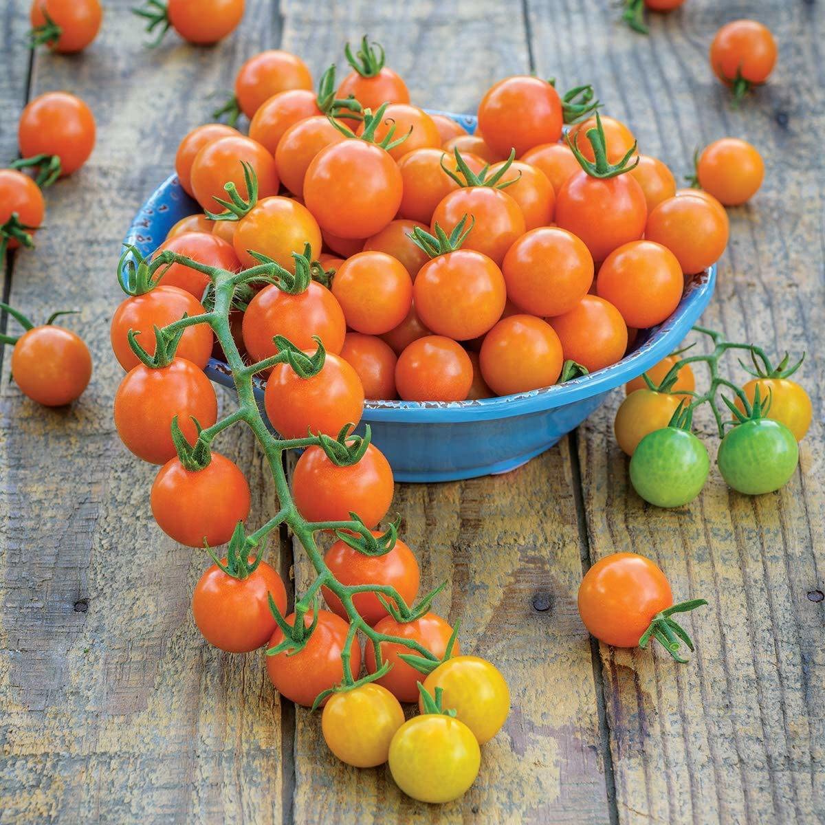 Zomoloco India Hybrid Golden Orange Cherry Tomato Indoor