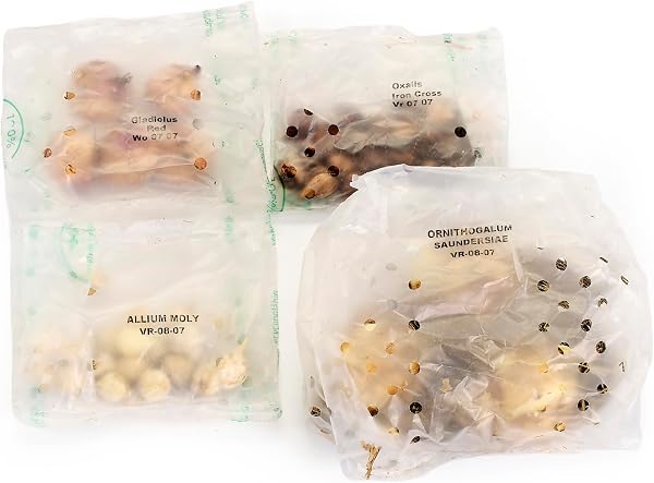 50 Summer Flowering Bulbs Mixed Pack All Summer Long Easy to Grow Sun/Partial Shade Perennial Garden Flower Bulbs for Planting Now UK - 3