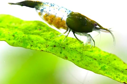 AtWell 10 Green Ruly Shrimps + 1 Pack Bio