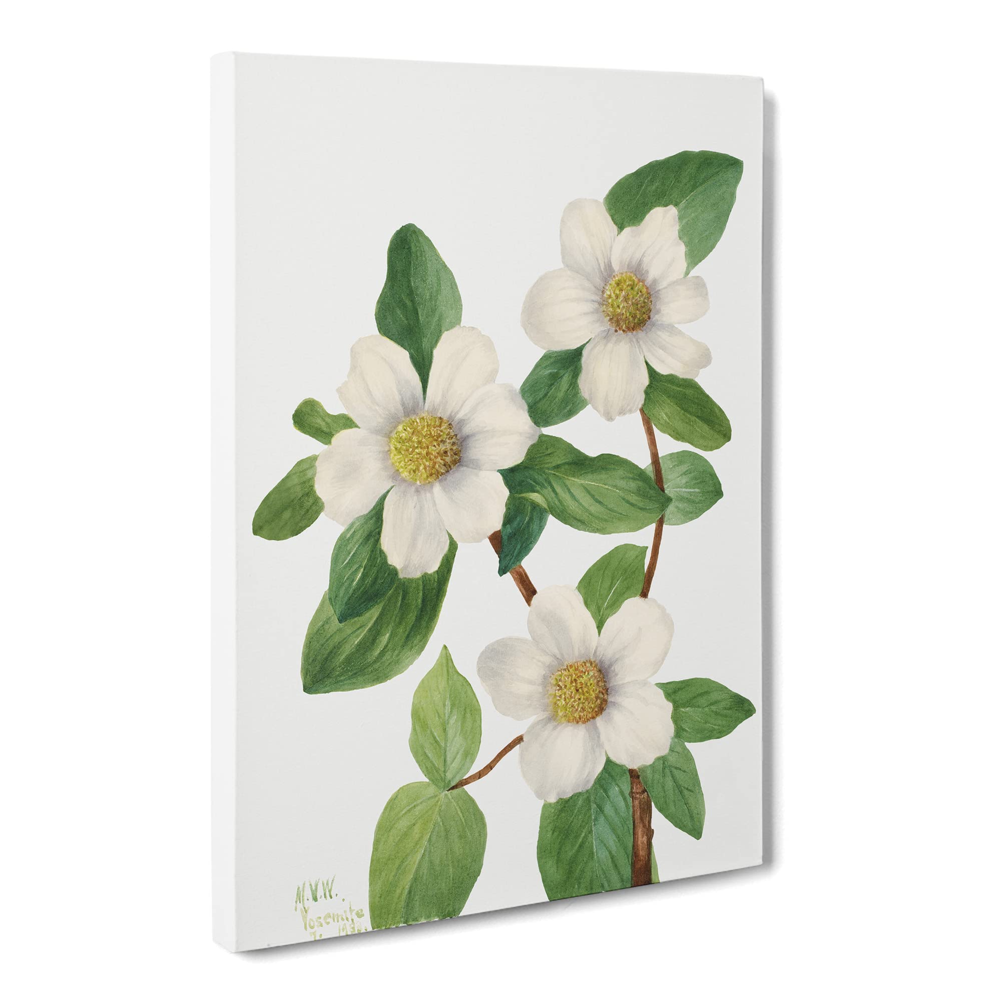 Pacific Dogwood Flowers By Mary Vaux Walcott Canvas Print, Mixed, 25L x 50W cm