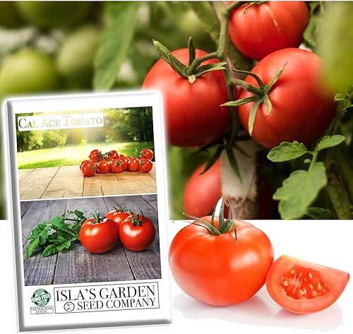 Cal Ace VF Semillas de tomate para plantar, más de 300 semillas tradicionales por paquete, semillas de jardín de Isla (semillas de jardín de Isla),