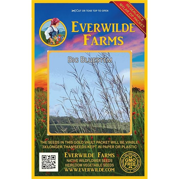 Buy Everwilde Farms 1000 Big Bluestem Native Grass Seeds Gold Vault