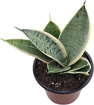 Snake Plant
