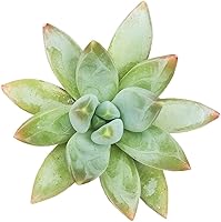 Vista 9 de Euphorbia Monstrose - Planta de interior de 2 pulgadas, suculenta saludable, rara e inusual, viva y de fácil cuidado, totalmente enraizada