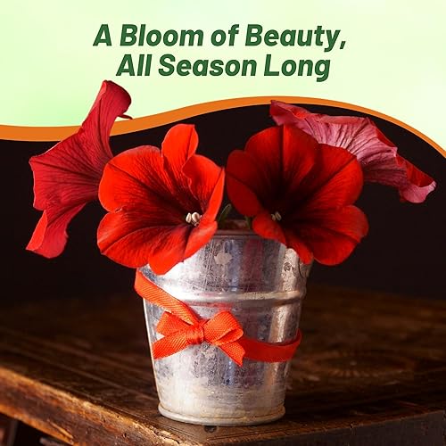 Miniatura 6 de Outsidepride Semillas de petunia multiflora rojas, 250 unidades, anuales, compactas, semillas de flores para plantar, flores vibrantes, ideales para