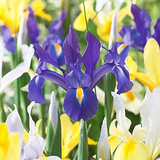 Garden State Bulb Dutch Iris Hollandica Mixed Flower Bulbs, 8/9cm, Fall Planting (Bag of 100)