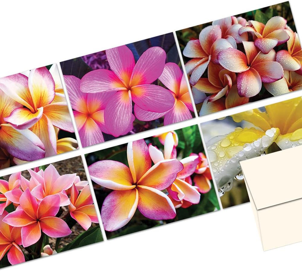 Note Card Cafe All Occasion Greeting Cards with Envelopes