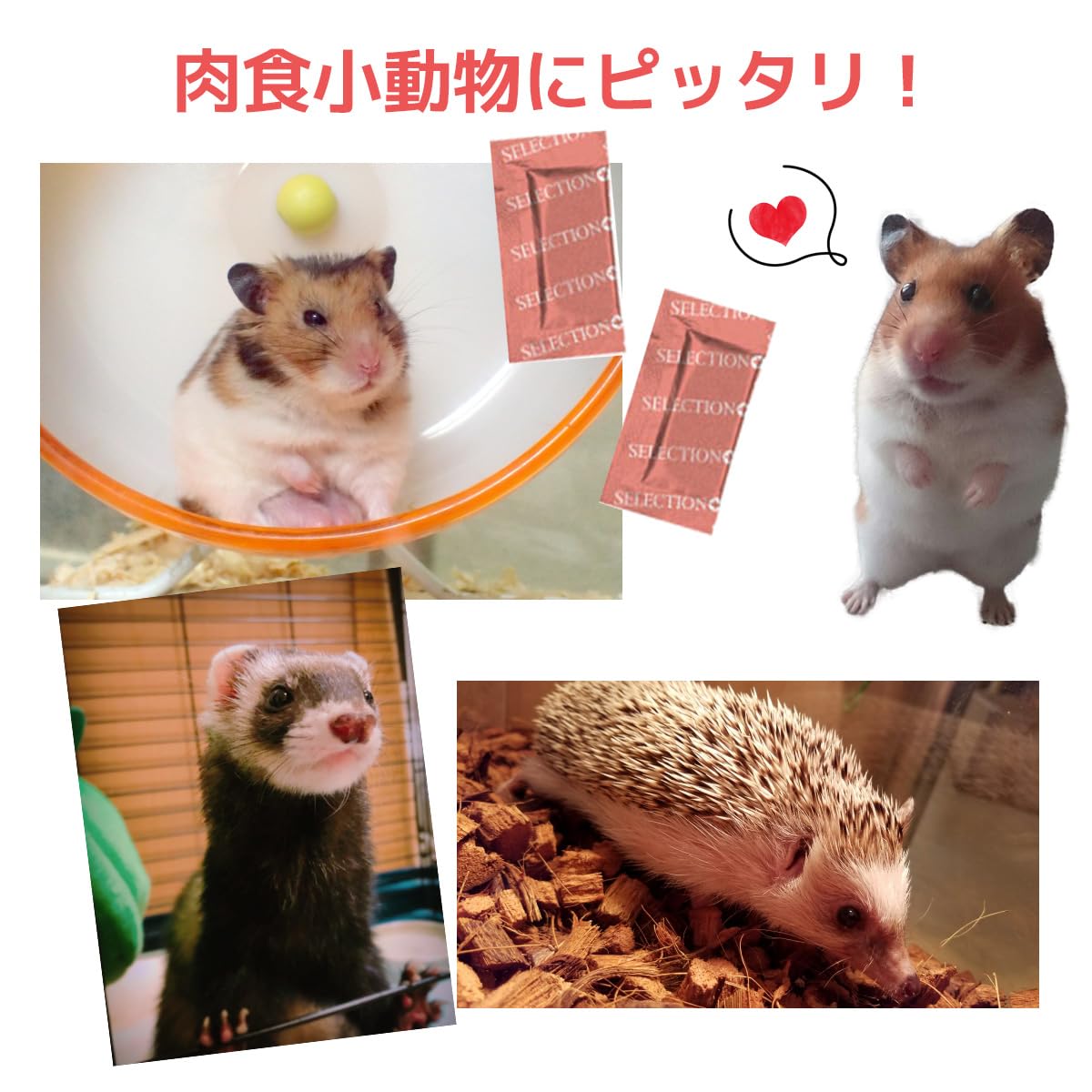 Amazon | （まとめ買い）イースター セレクションプラス 小動物用