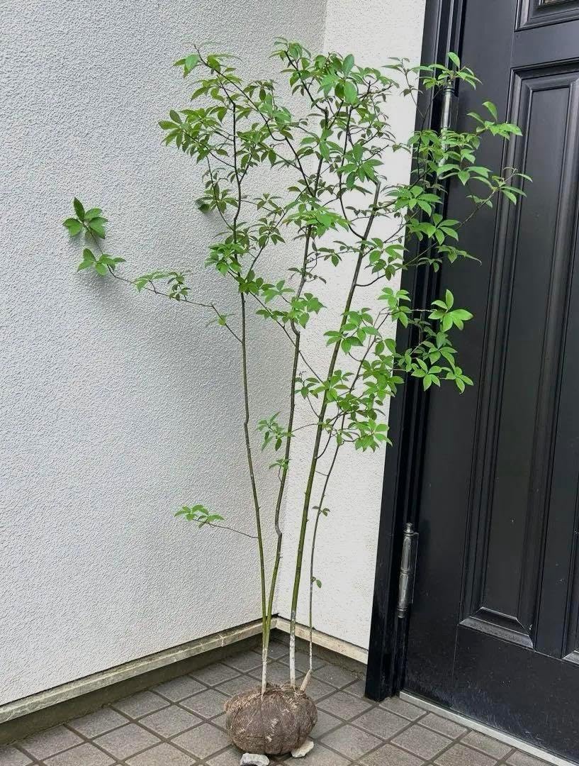 クロモジ（根巻き苗）黒文字 クロモジ苗木 クロモジ（根巻き苗）黒文字