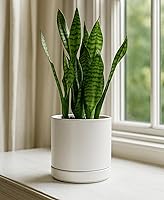 Vista 7 de D'vine Dev 6.5 Inch Ceramic Planter Pot with Drainage Hole and Saucer, Indoor Cylinder Round Flower Pot, White, 94-O-C-1 Blanco