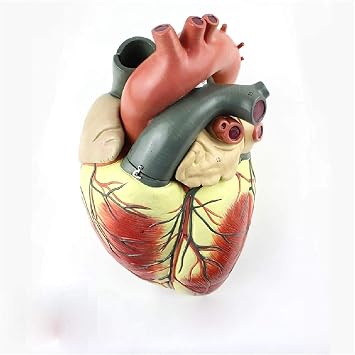 1 X Medical Ultrasound Human Heart Model Cardiology Ultrasound Model Of Cardiac Cardiovascular Anatomy