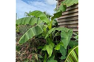 Cold-Hardy Musa Basjoo Banana Tree: Unveil the Tropical Wonder in Your Garden