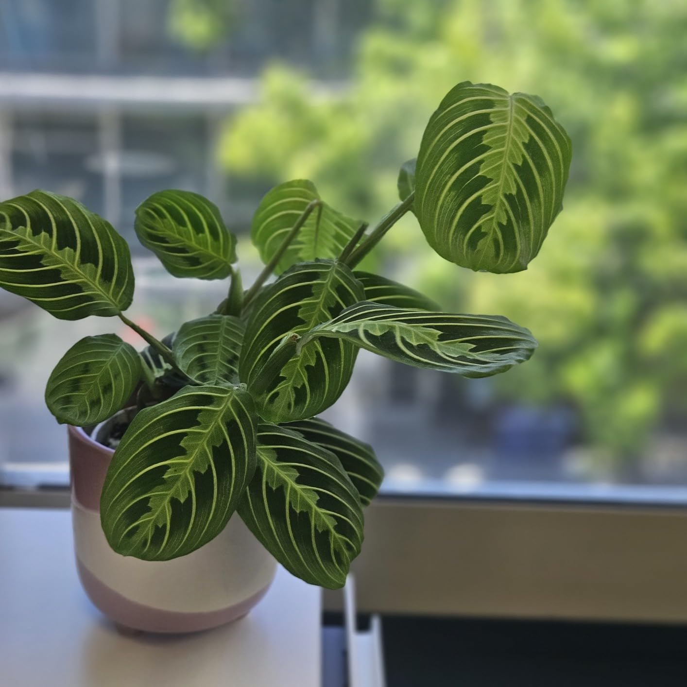 The plant arrived in perfect condition!