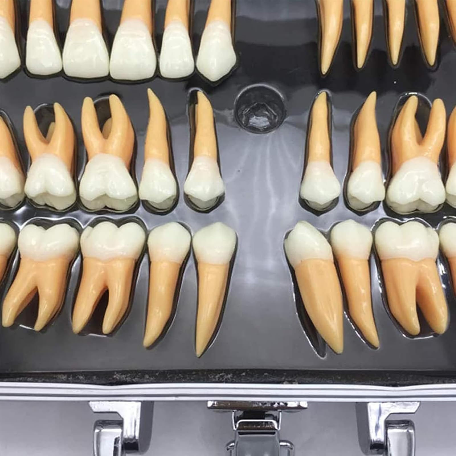 Zestaw modeli zębów dentystycznych, 32 szt., powiększone narzędzia edukacyjne dla studentów, nauczycieli, lekarzy, dentystów, z etui do przechowywania, idealne do nauki i nauczania anatomii