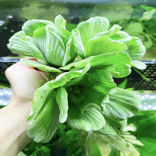 Miniatura 4 de Greenpro  3 lechugas de agua Pistia Stratiotes plantas de acuario de agua dulce vivas en el medio suelo para decoración de peceras