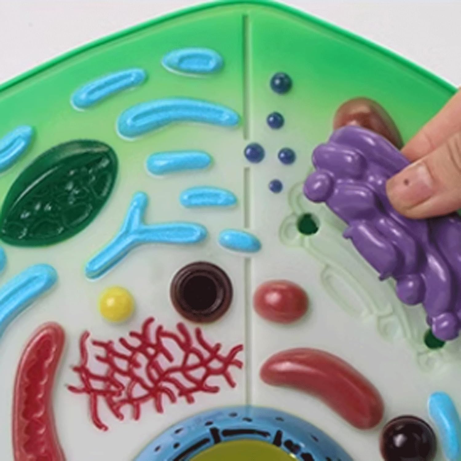 Model anatomiczny komórki roślinnej, wyjmowany model organelli chloroplastowych, stereoskopowe narzędzie dydaktyczne do prezentacji w ramach nauczania biologii.
