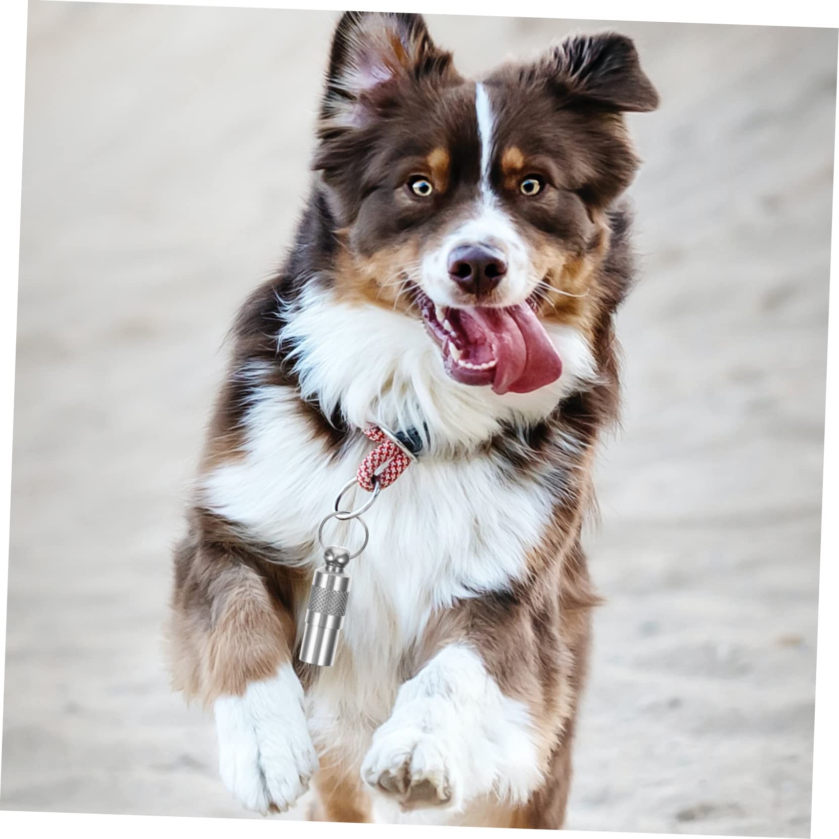 Angoily 30piezas Etiquetas De Identificación Para Mascotas Colgantes Para Perros y Gatos Etiquetas De Nombre y Dirección Resistente Para Evitar Pérdidas