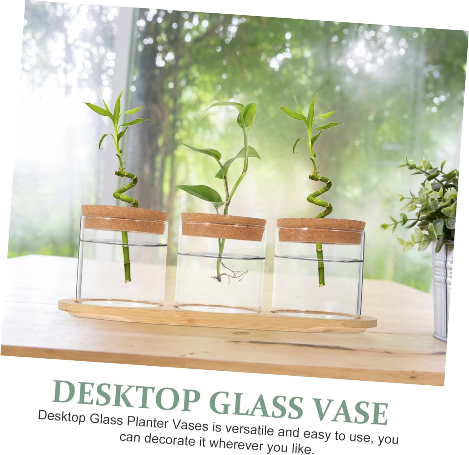 Green Plant Glass Bottle Hydroponic Planter Vase for Desktop Home Decor