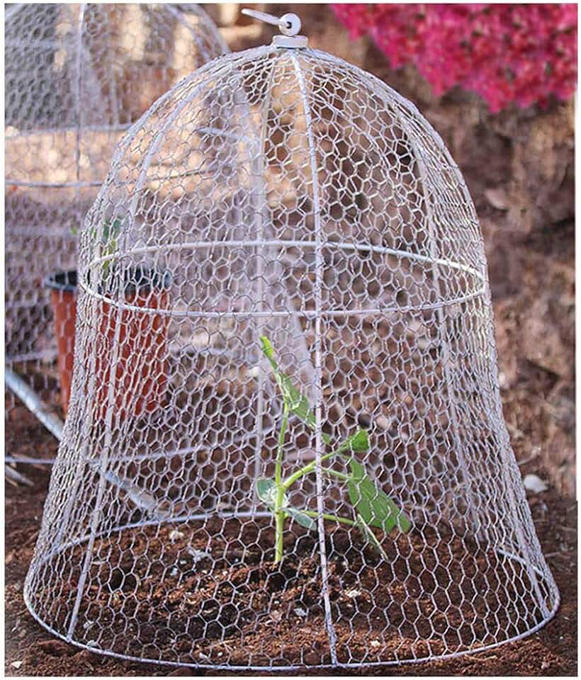 plant cloche