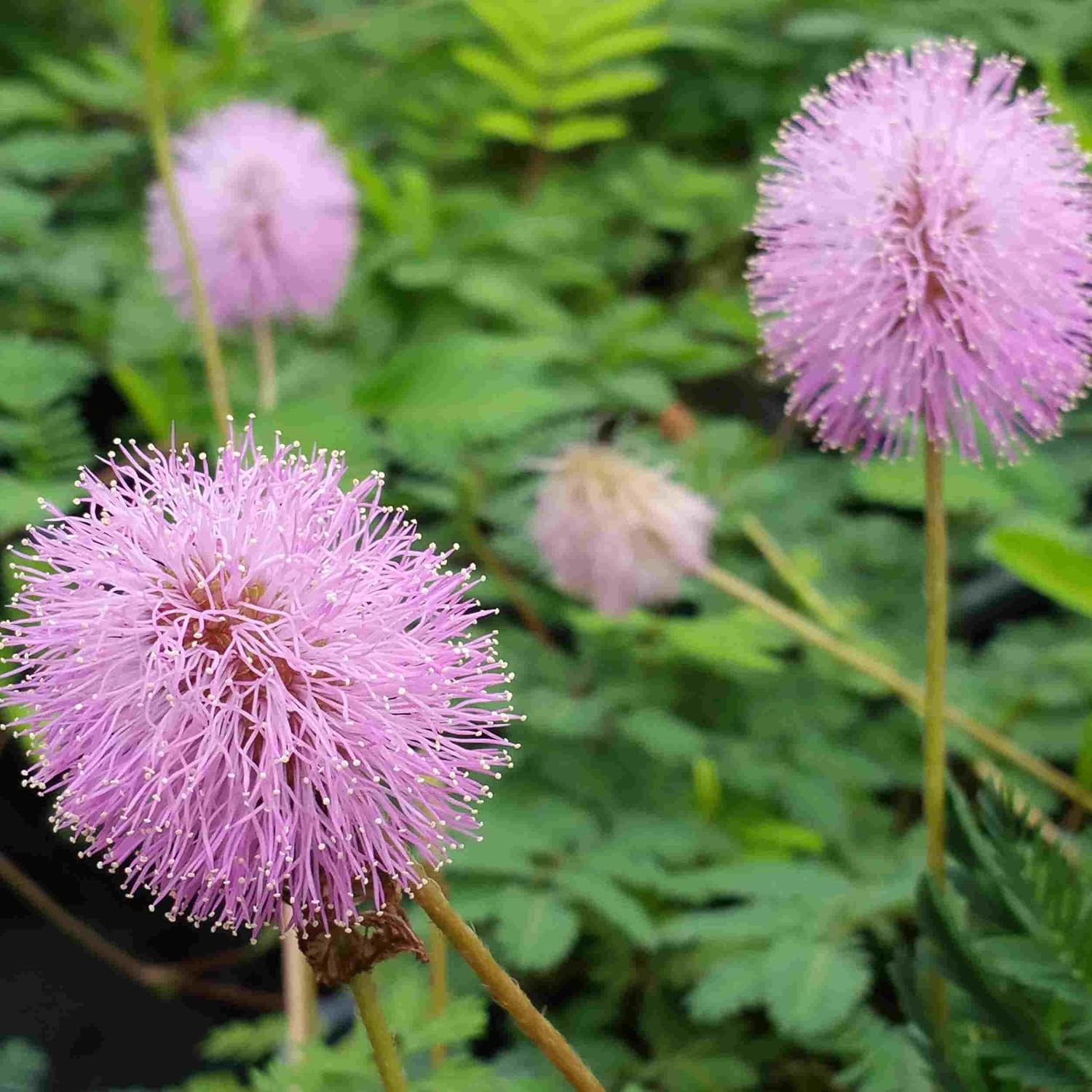 Sunshine Pink Mimosa - Mimosa strigillosa - Live Plant - Native Ground Cover - Unusual Puffball Flower - Emerald Goddess Gardens - Starter Sz 4 Inch Pot