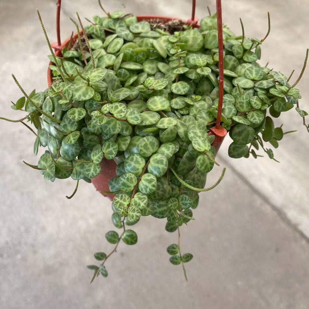 Live Succulent Plants Succulents String of Turtles(2.5" Pot)