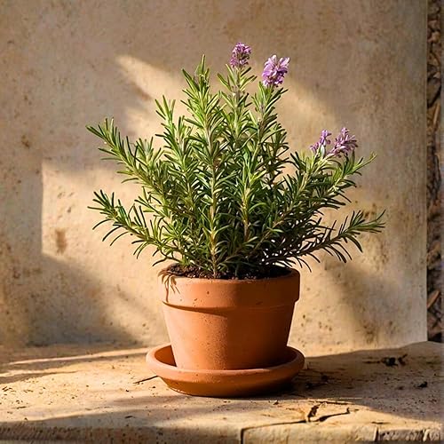 Miniatura 2 de Juego de 2 plantas de romero vivas en maceta de 4 pulgadas, plantas de hierbas de romero verticales, macetas y plantaciones de jardín