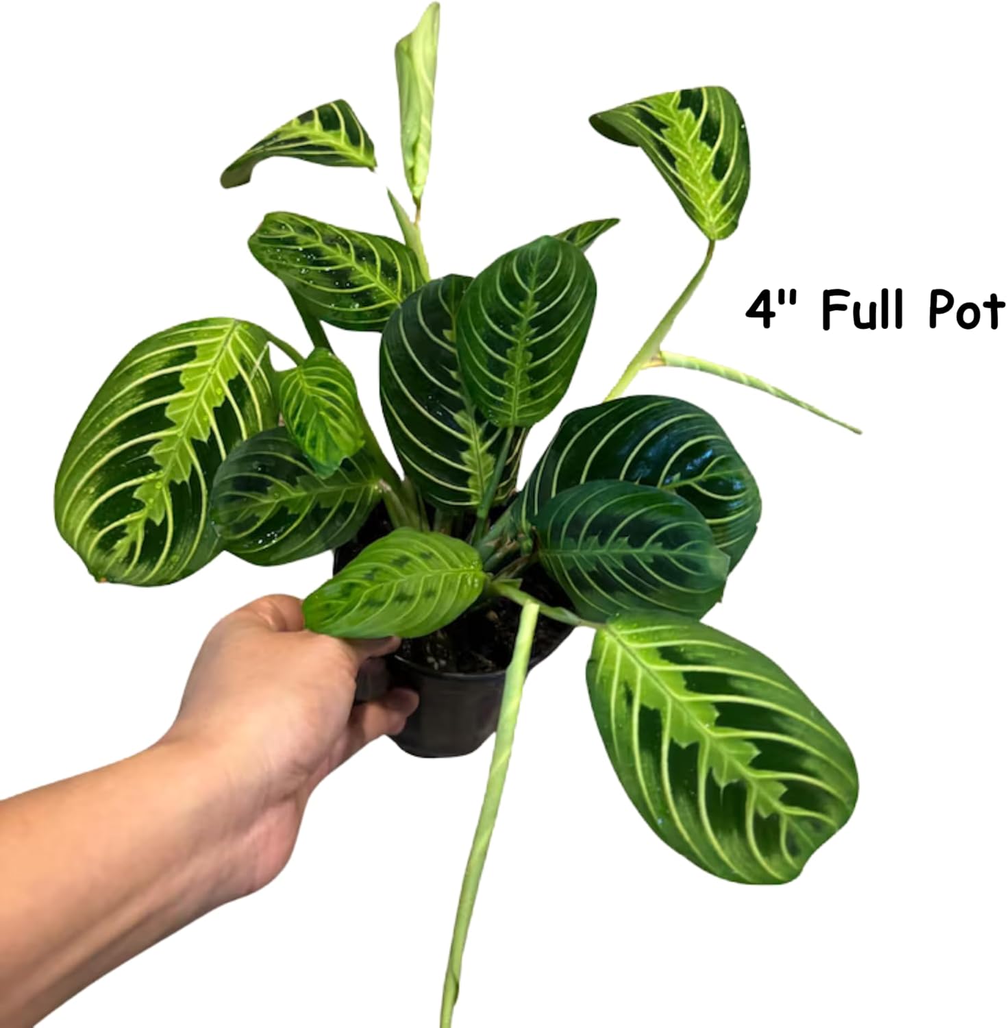 PLANTVERS Live Lemon Lime Prayer Plant in a Nursery Pot - Maranta Leuconeura - Low Light Potted Houseplant - Low Maintenance and Air Purifier Indoor Houseplant (Prayer Plant 4" Full Pot)