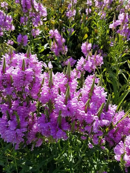 Fall obedient plant (Physostegia virginiana)